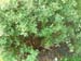 DSCF0016