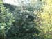 DSCF0025