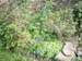DSCF0085